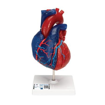 3B SCIENTIFIC Magnetic Heart model, life-size, 5 part - w/ 3B Smart Anatomy 1010007